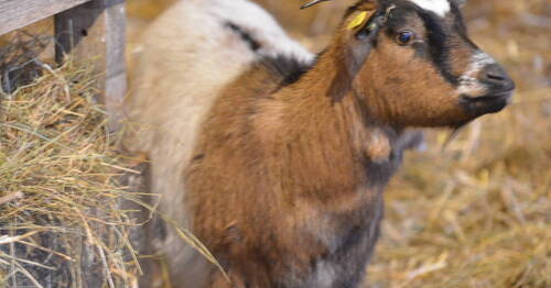 Description de l'image